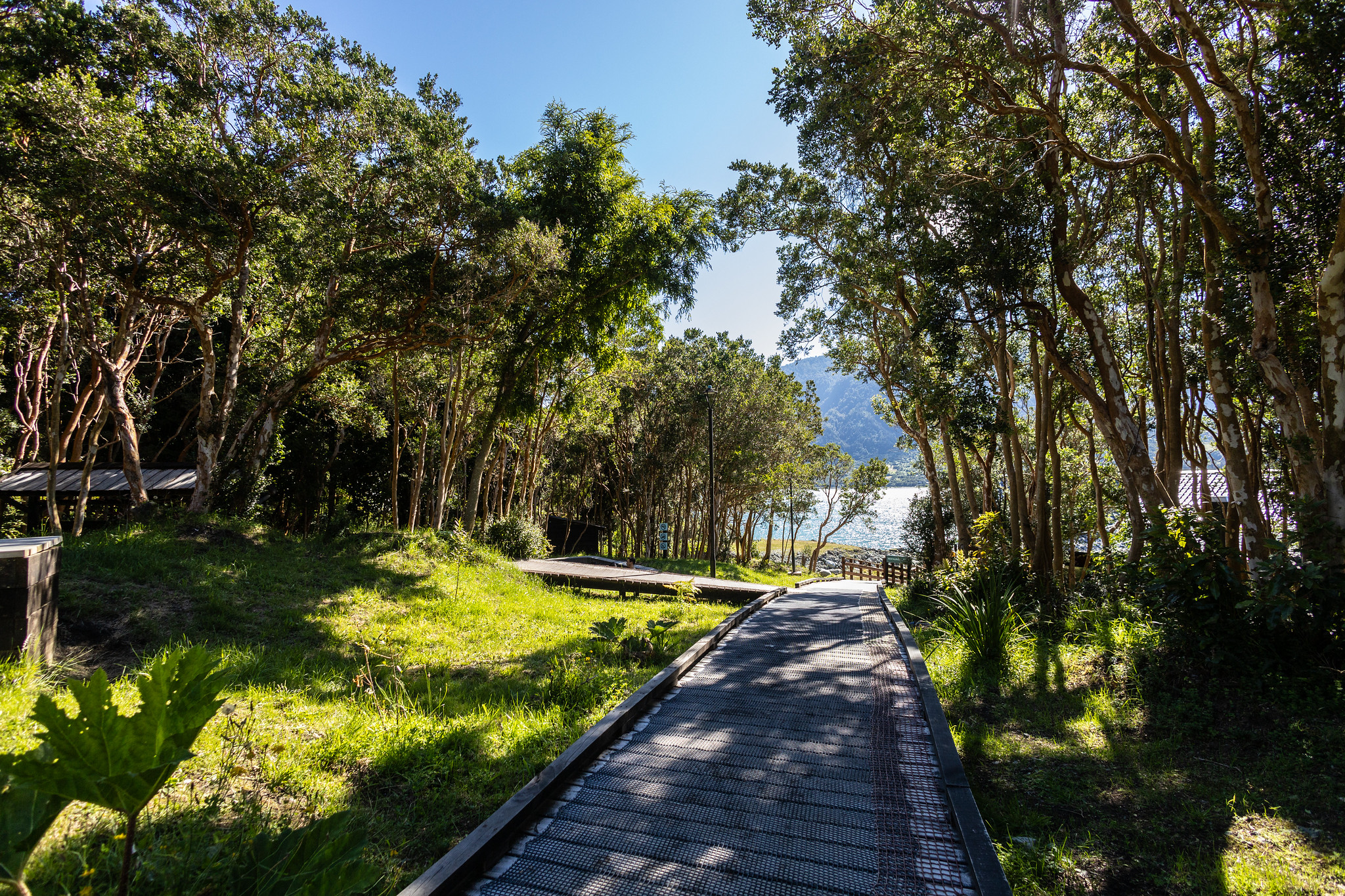 Un sendero de tablas de madera con malla antideslizante atraviesa el bosque nativo de Cochamó bajo la luz del sol.